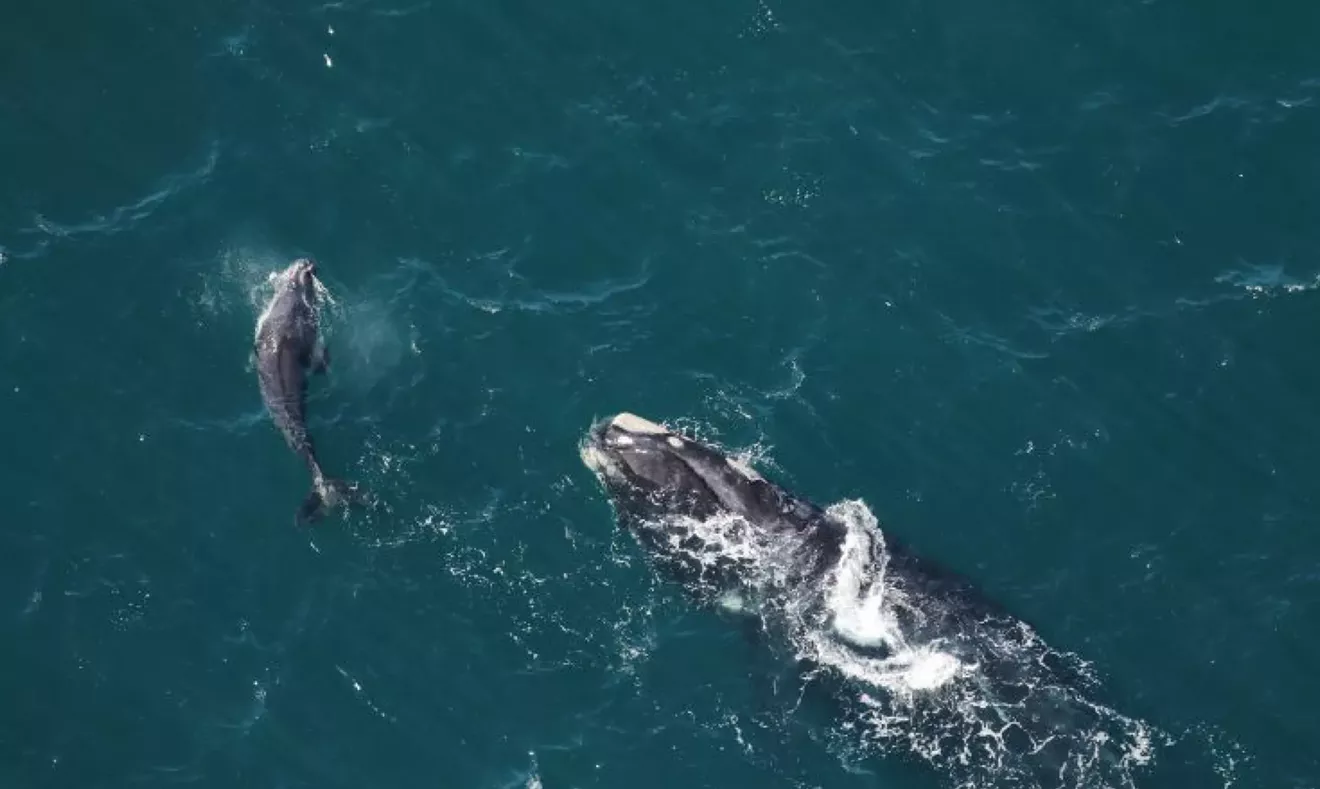 North Atlantic right whales' downward trend continues as new population numbers released | Community | Savannah News, Events, Restaurants, Music - Vimarsana News