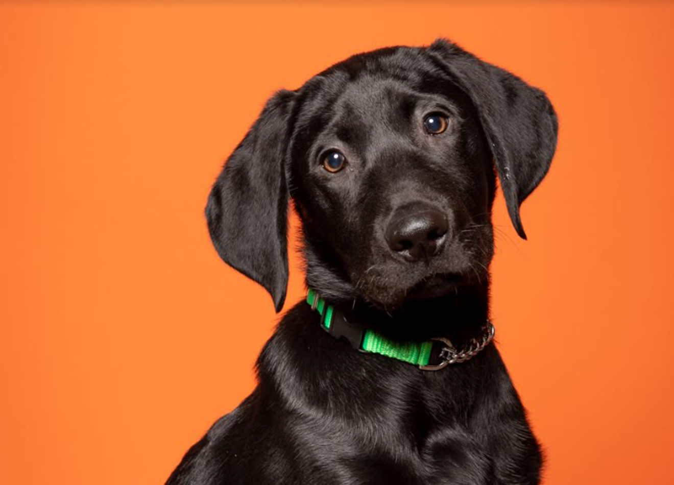 Local photographer hosts Pooch Playoffs fundraiser to benefit Renegade Paws Rescue - Vimarsana News