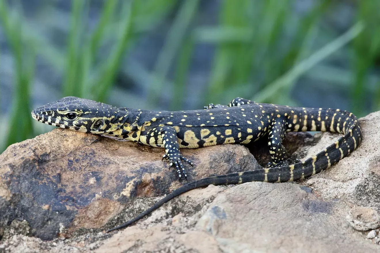 GEORGIA DNR: Tag and register 'wild animal' pet reptiles - Vimarsana News