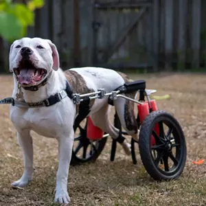 Pigeon in  his wheelchair