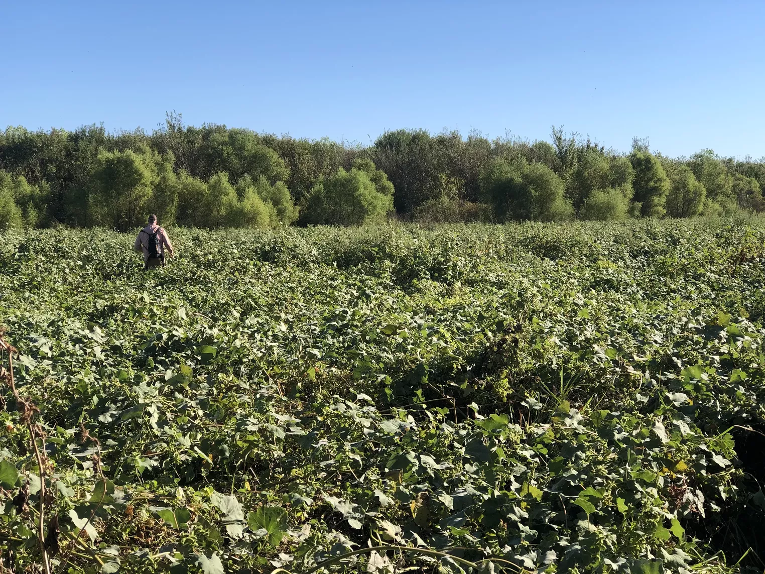 The Trinity River is Reclaiming Lemmon Lake - Vimarsana News