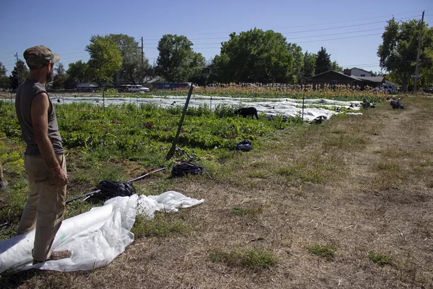 Cordelli and Trueheart have each been in agriculture for over a decade but this is their first farm. - CLAIRE DUNCOMBE