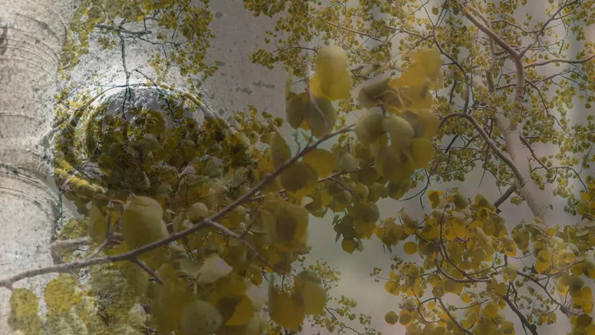 Join Ben Kingsley and invited speakers to learn more about aspen trees on Kenosha Pass. - PHOTO BY JESSICA LANGLEY
