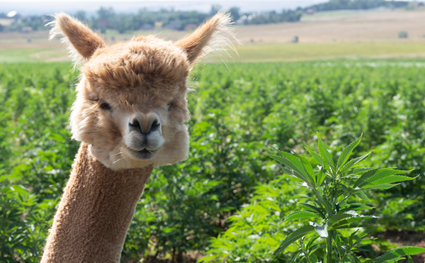 "Alpaca Gold" Is Boulder Hemp Farm's Fertilizer of Choice