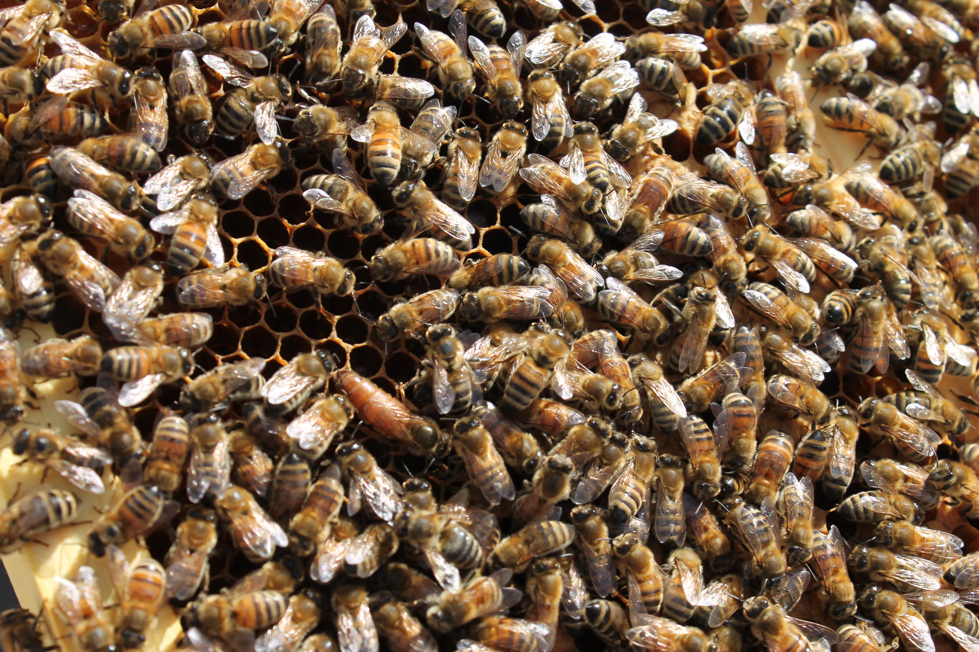 Free Range Beehives Works To Counter The Effects Of Climate Change Westword