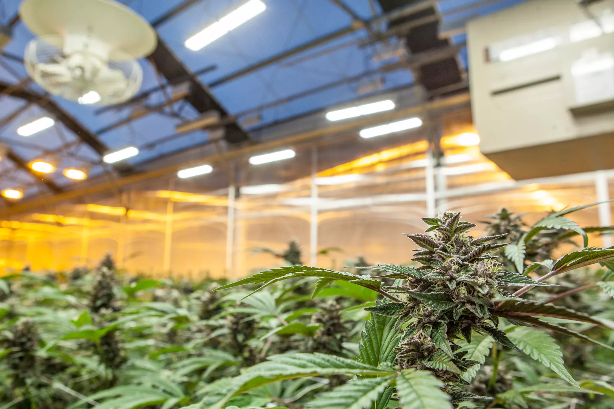 westword.com - Thomas Mitchell - Colorado Reassessing Marijuana Taxes in Anticipation of Federal Legalization