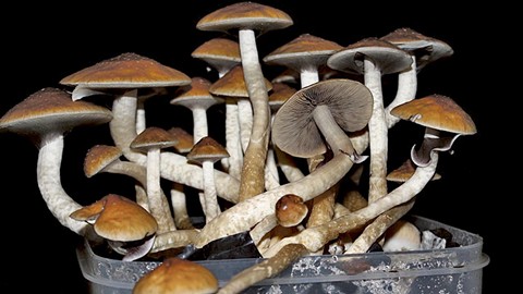 cubensis psilocybe mushrooms smoking joint eating isn chronic town eastbayexpress ma di