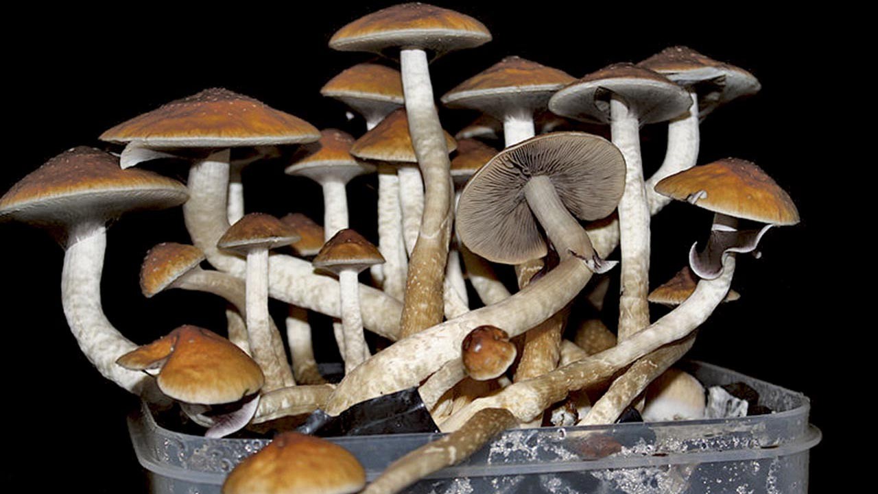 Eating Mushrooms Isn T Like Smoking A Joint Chronic Town East