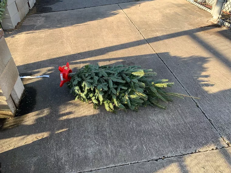 There is still a tree. - PHOTO BY LORRETTA RUGGIERO