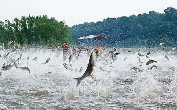 A swarm of silver carp jump out of the water after being startled by an electrofishing demonstration on the Illinois River near Havana. - PHOTO BY NERISSA MICHAELS, ILLINOIS NATURAL HISTORY SURVEY