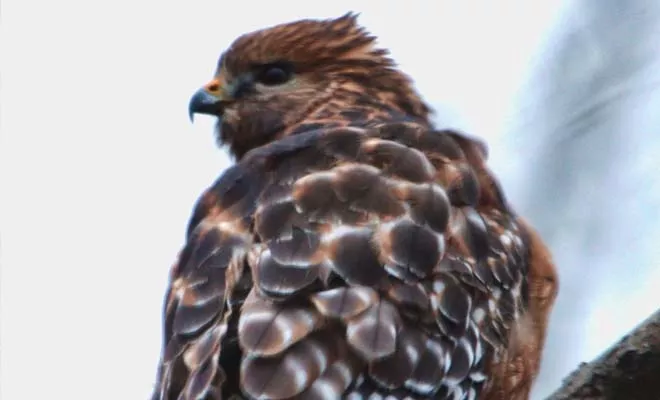 What do the birds tell us?