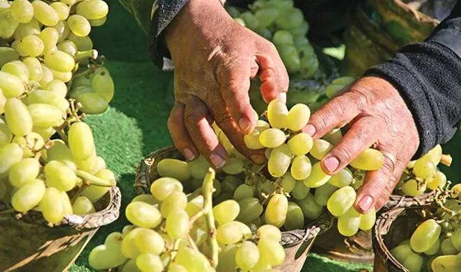Backyard Grapes For Illinois