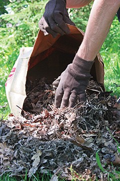 Recycled leaves make inexpensive mulch
