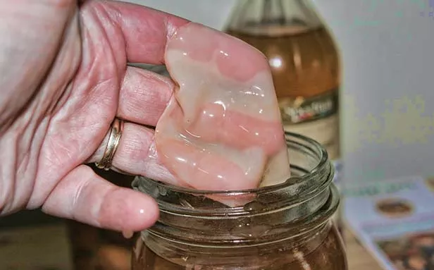 Vinegar mothers develop on fermenting liquids that when mixed with oxygen convert alcohol into acetic acid bacteria.