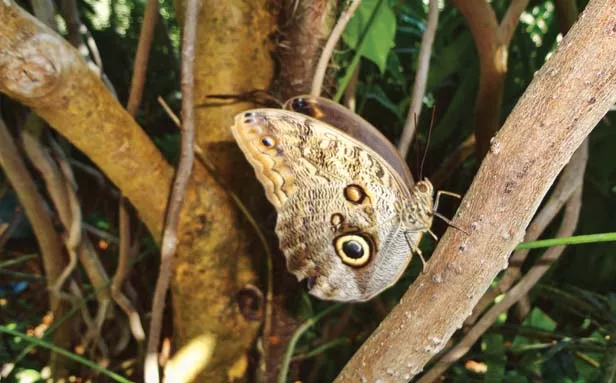 At the Butterfly House in Chesterfield, Mo., there are nearly 2,000 tropical butterflies in free flight. - PHOTO BY CINDY LADAGE