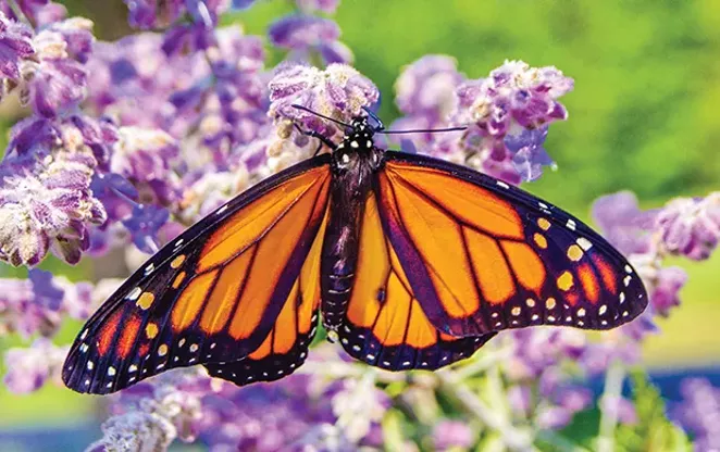 Making Springfield A Stop On The Monarch Migration
