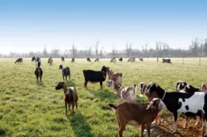 A scene from the film A Farmer’s Road, directed by tenured University of Illinois Urbana-Champaign professor John Murray, who will answer questions following a screening on his film on Jan. 30.