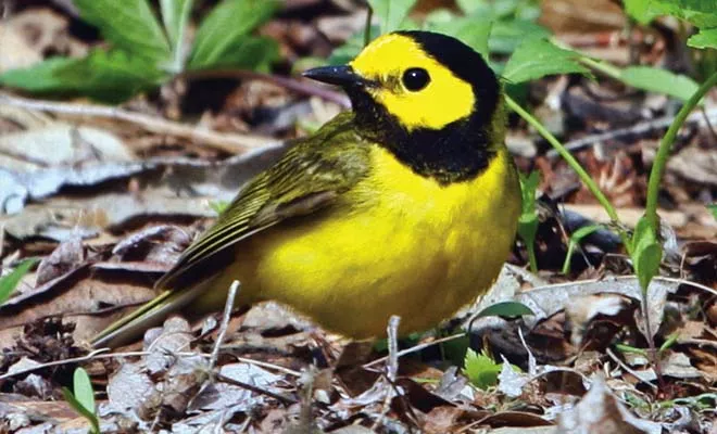 What do the birds tell us?