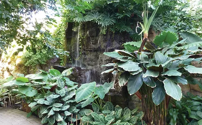 The Quad City Botanical Garden’s Tropical Sun Garden includes a 14-foot waterfall, stream, pond and hundreds of tropical plants under a 70-foot-high skylight. - PHOTO BY BRENT BOHLEN