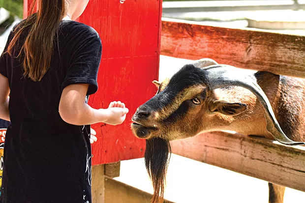 A visitor feeds Typhoon, a male San Clemente goat. There is feed available to give to a variety of animals in the petting zoo. - PHOTO BY CHRISTINA STAMPF