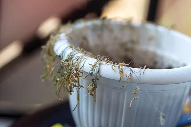 It’s a buzzkill to watch dying plants, according to Cheryl Rampage, a psychologist and senior academic and clinical adviser at the Family Institute at Northwestern University. - DREAMSTIME/TNS