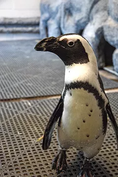 Nelson is a male African penguin. During a recent heatwave Nelson was kept inside with his four other tuxedoed friends. P - PHOTO BY CHRISTINA STAMPF