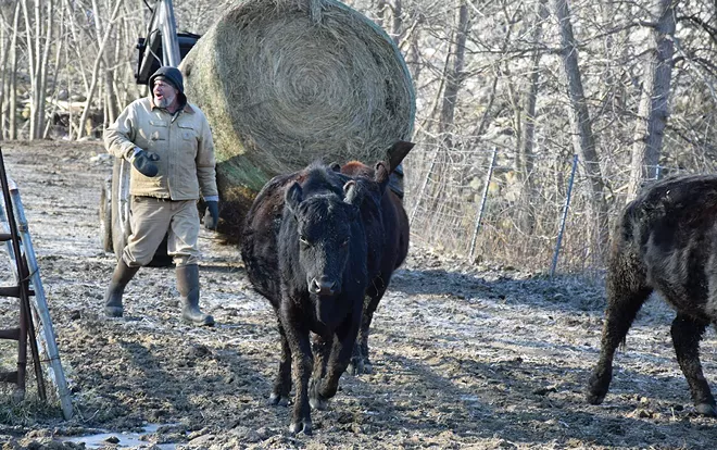 Will Gross of Jacksonville moves part of his beefalo herd to another feeding area on a late February day. - PHOTO BY DAVID BLANCHETTE