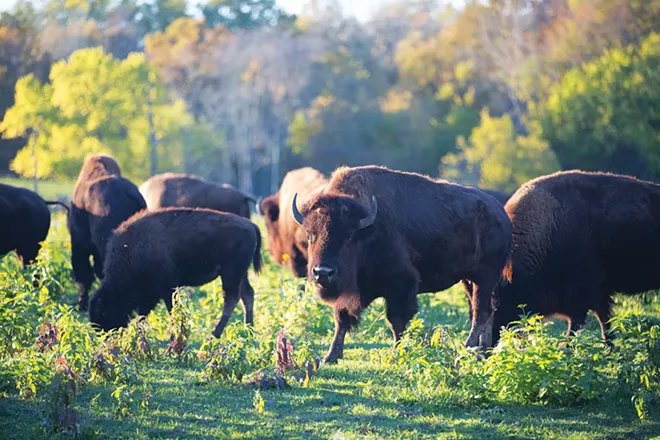 Buffalo roam the Wildlife Prairie Park, 10 miles outside Peoria. The park hosts 60 different species of animals that were or are native to Illinois. - PHOTO COURTESY OF DISCOVER PEORIA.