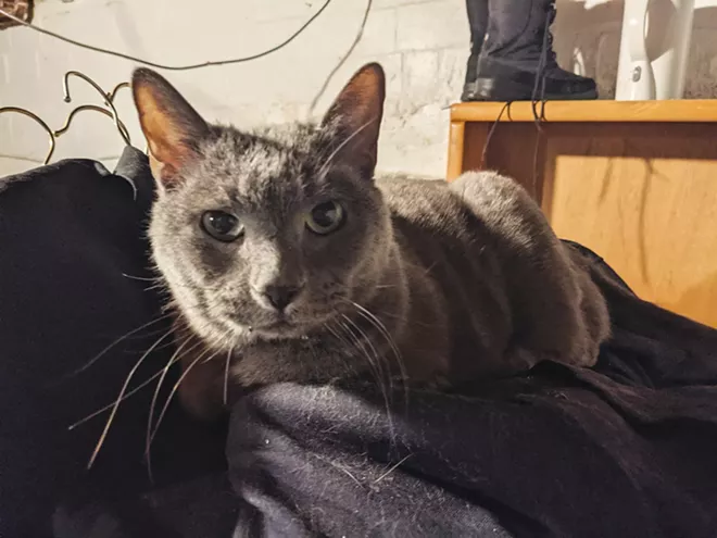 Nora isn't much on pugs or catching mice or coming out of the basement, but she has charm nonetheless. - PHOTO BY BRUCE RUSHTON