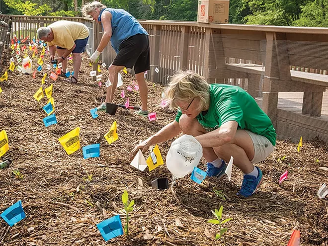 Susan Helm (front, in green shirt) planting 1,000 native plant plugs in the lower lagoon native plant garden in Washington Park, May 14, 2018. - PHOTO BY DOUG CARR