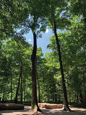 The Chapel of the Templed Trees at Funk’s Grove, just off I-55 south of Bloomington, offers a quiet place to contemplate nature. The chapel’s pews are cut from American - Red Elms. - PHOTO BY MARY BOHLEN