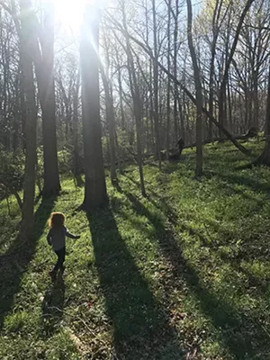 A springtime romp in the woods led to a discovery of ramps, also known as wild leeks - PHOTO BY ASHLEY MEYER