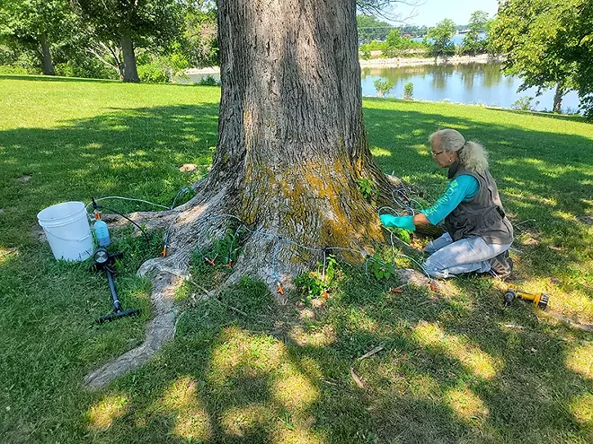 Danette Collette from Archer Creek Landscaping, New Berlin, treating a blue ash tree for the emerald ash borer in Cotton Hill West Park at Lake Springfield. - PHOTO BY SARAH LINDHOLM, CITY WATER LIGHT AND POWER.