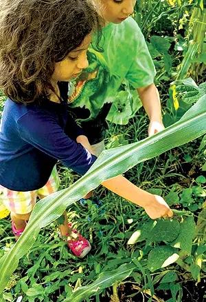 Amber Lozzi's kids didn't do any summer programming this year, due to COVID-19. They did, however, participate in a community garden at Butler Elementary. - PHOTO COURTESY OF AMBER LOZZI