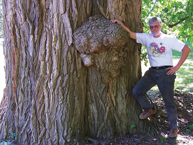 Guy Sternberg next to an old Eastern cottonwood, which is believed to be the largest tree of any kind in the entire city of Springfield. It was the first tree selected for the inaugural tree tour in 2014 and has the inventory code 0-0001. It is believed to have been along a creekbank before the creek through Oak Ridge Cemetery was routed underground in a huge tile. For scale, Sternberg is two meters (six feet six inches) tall.