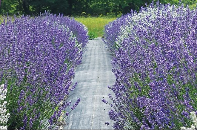 Lavender farms in Illinois
