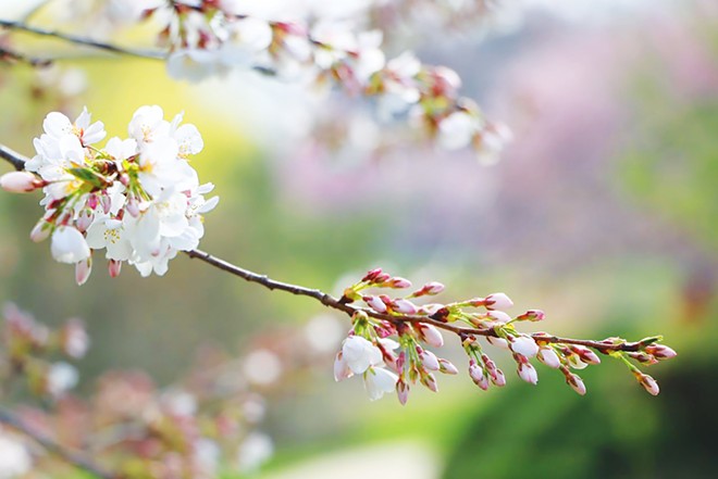 Cherry blossoms usually emerge in central Illinois around the end of March and into several weeks of April, depending on the weather. - PHOTO COURTESY OF JAPAN HOUSE, UIUC