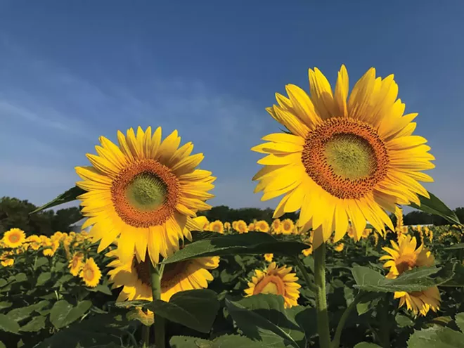 Go see the sunflowers