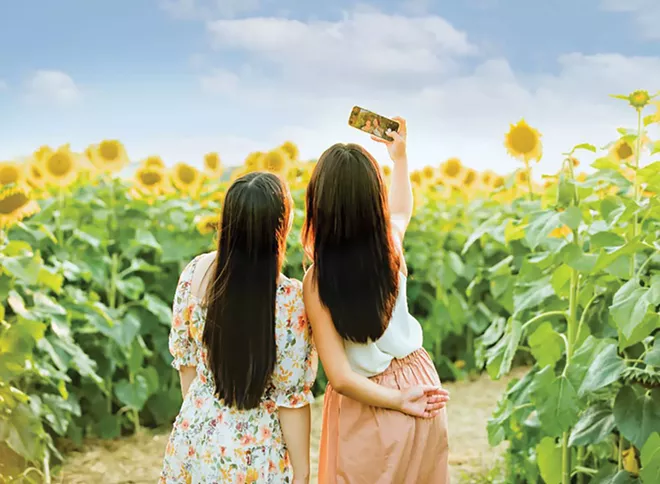 Go see the sunflowers