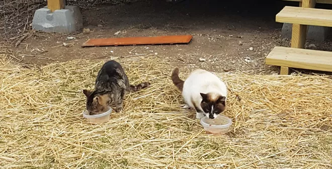 That outdoor cat may already be home