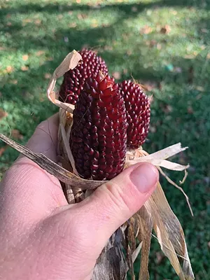 Ready to pop?
