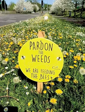 Low-impact landscaping