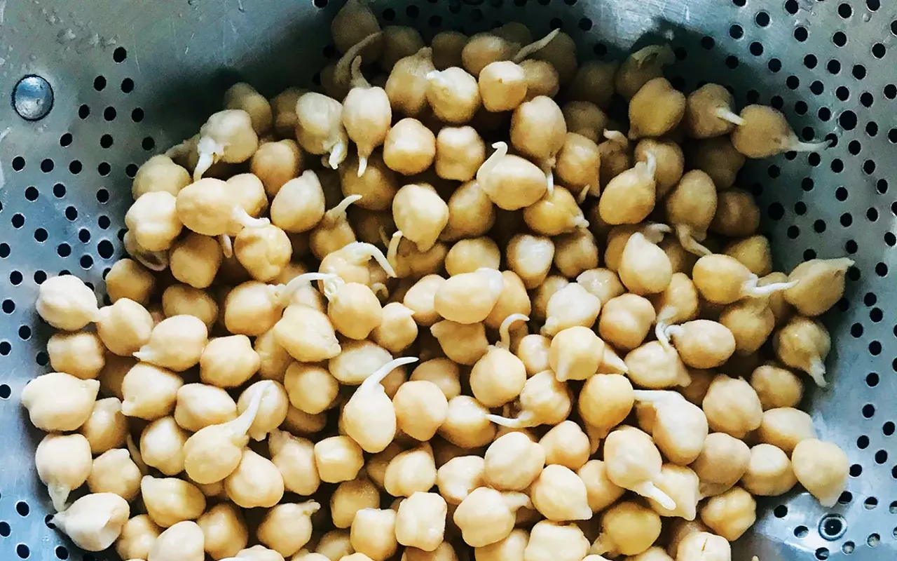 Sprouted chickpeas