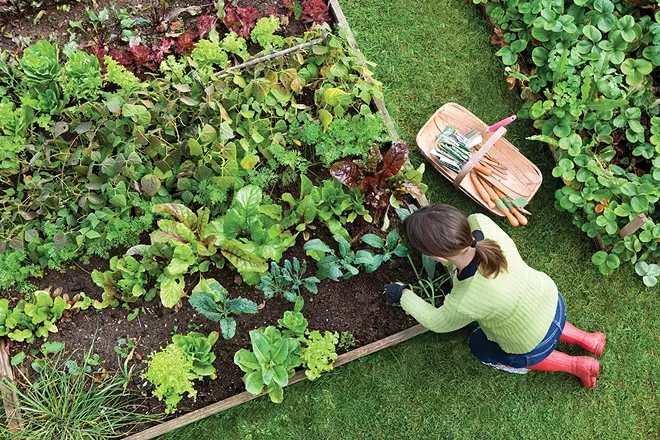Planning and planting - Vimarsana News