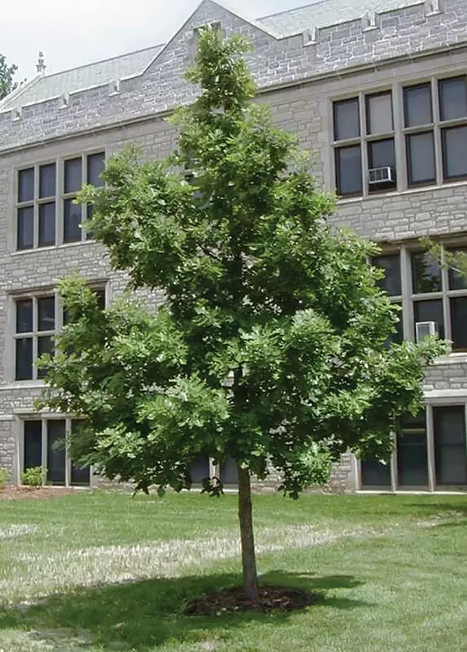 Think spring. Buy a tree. - Vimarsana News