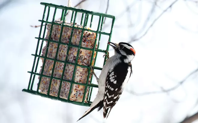 Backyard bird feeding - Vimarsana News