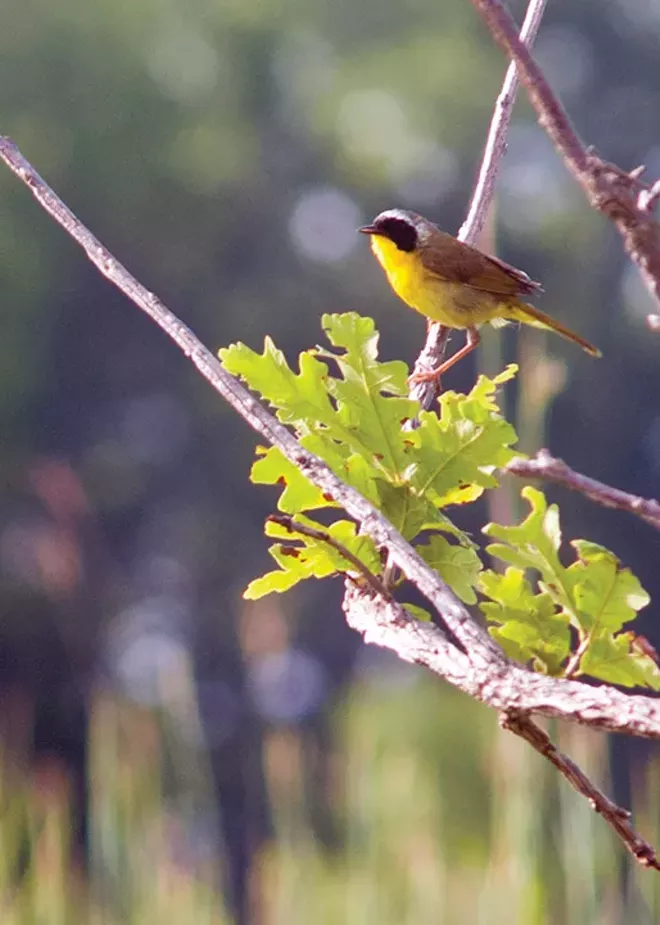 On behalf of wildlife - Vimarsana News