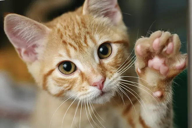 Cutting out declawing - Vimarsana News