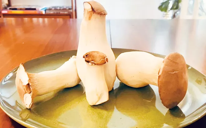 King trumpet mushrooms - Vimarsana News
