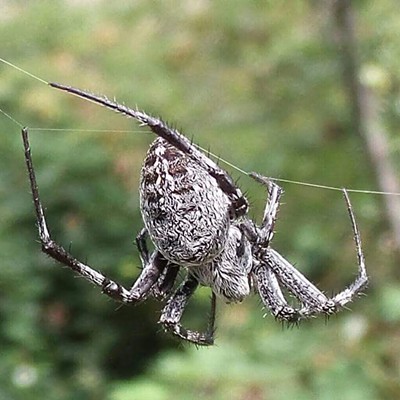 Grey spider weaving a web